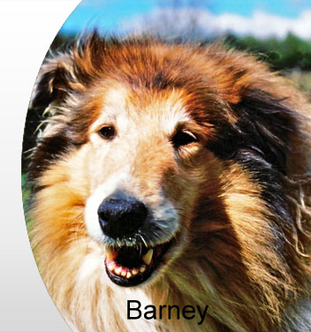 Barney